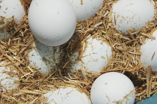Huevos frescos de granja en heno - de cerca —  Fotos de Stock