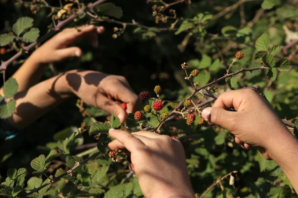 Brombeere — Stockfoto