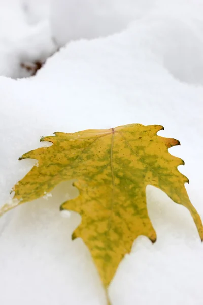 Yellow leaves — Stock Photo, Image