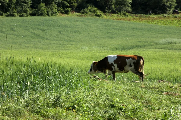 Ko på en grön äng — Stockfoto