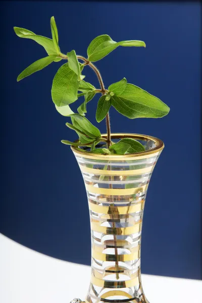 Vaso e pianta — Foto Stock