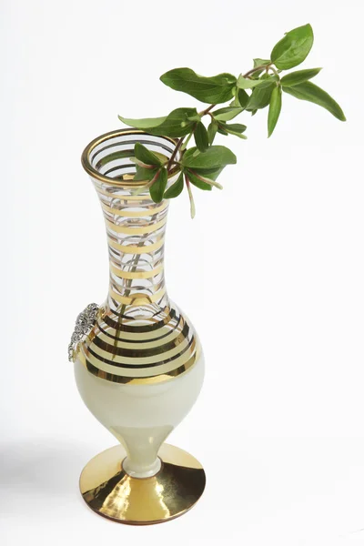 Vase und Pflanze — Stockfoto