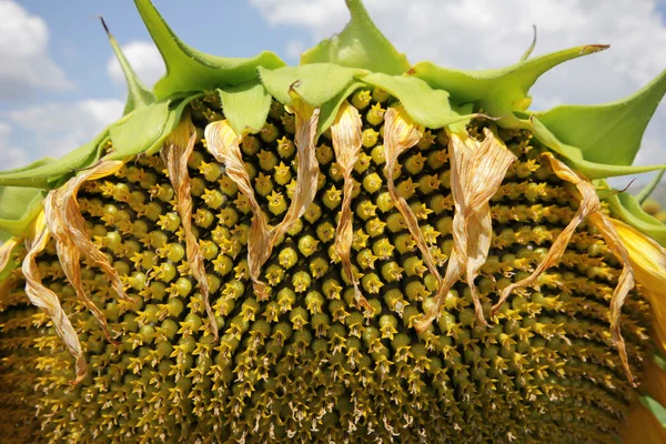 Zonnebloem — Stockfoto