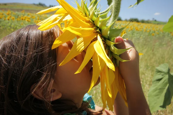 Sonnenblume — Stockfoto