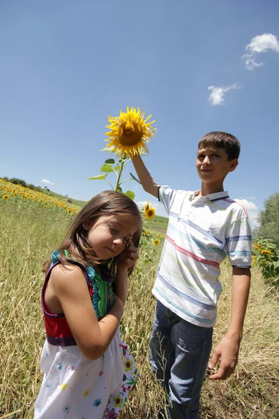 Sonnenblume — Stockfoto