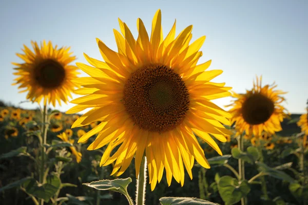 Sunflower — Stock Photo, Image