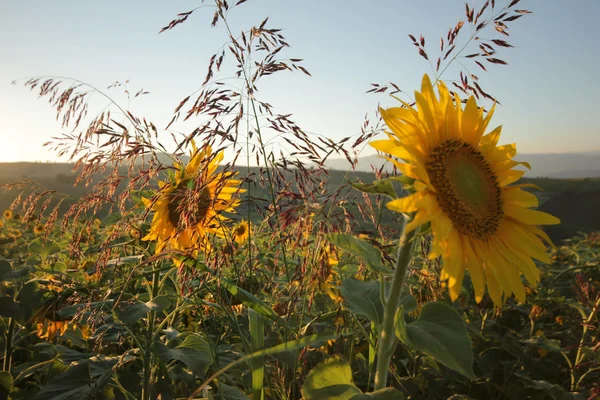 Sunflower — Stock Photo, Image