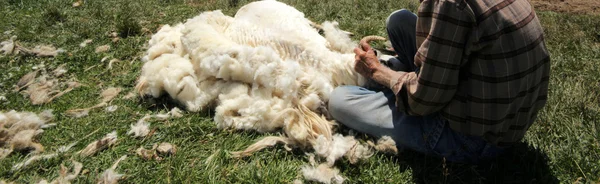 Нахил овець — стокове фото