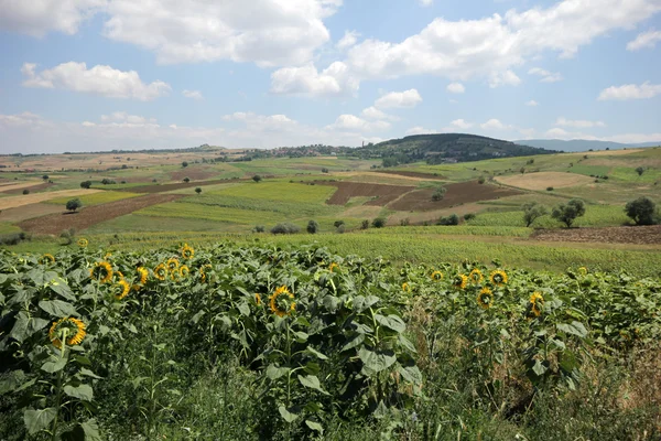 Sunflower — Stock Photo, Image