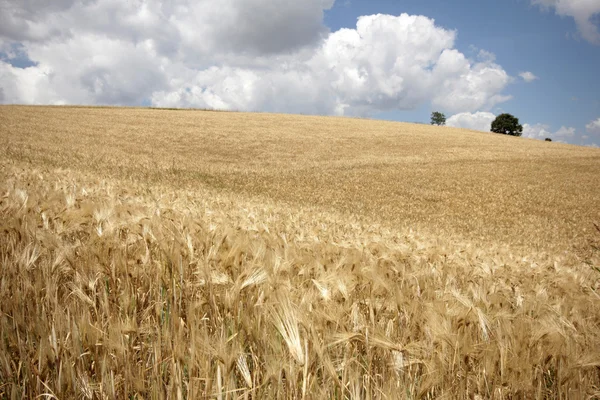 Wheat field — Stock Photo, Image