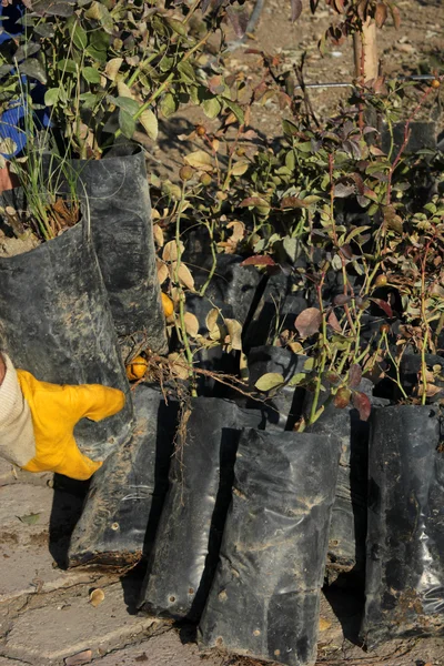 Horticulturist — Stock fotografie