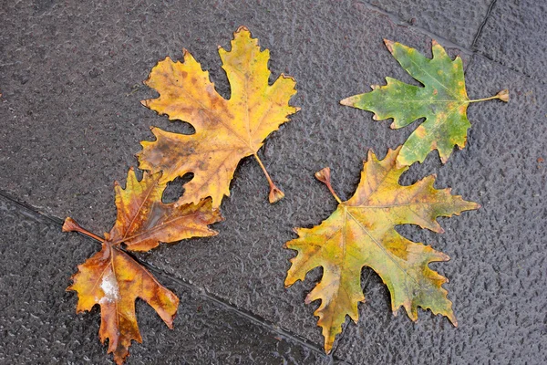 Yellow Leaf — Stock Photo, Image