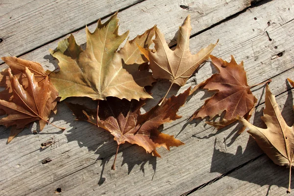 Wooden and Leaf — Stock Photo, Image