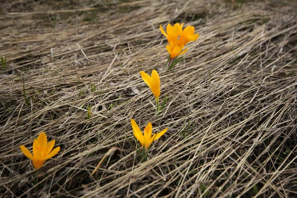 Crocus — Stock Fotó