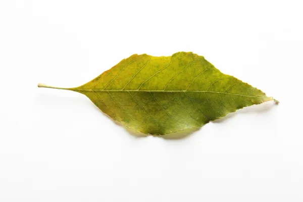 Leaf — Stock Photo, Image