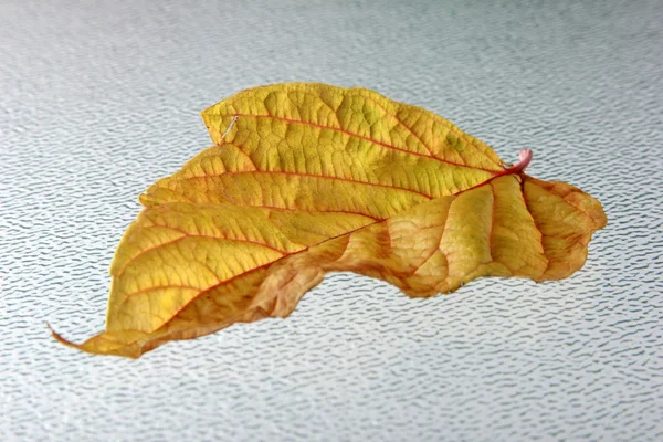 Leaf — Stock Photo, Image