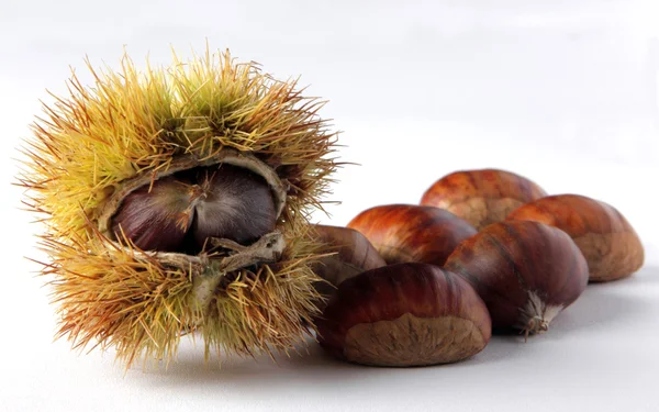 Castanha — Fotografia de Stock