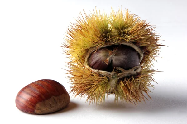 Castanha — Fotografia de Stock