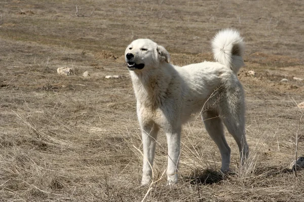 Sheepdog — Stockfoto