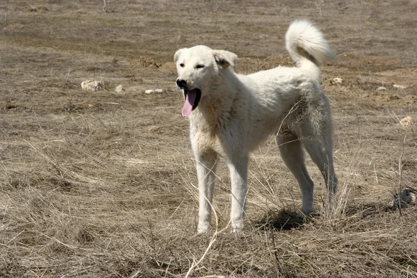 牧羊犬 — 图库照片