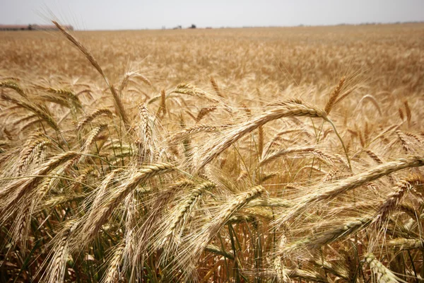 Wheat — Stock Photo, Image