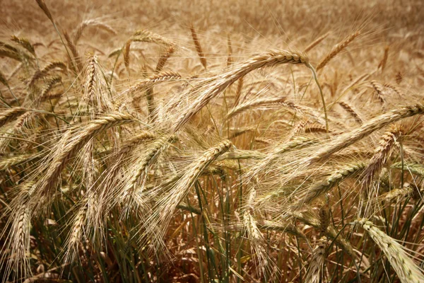 Buğday — Stok fotoğraf