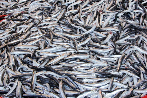 Pazarda taze balık — Stok fotoğraf