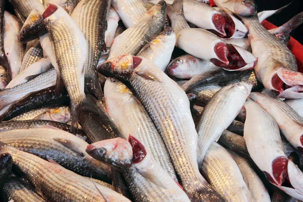 Fresh fish in the market — Stock Photo, Image