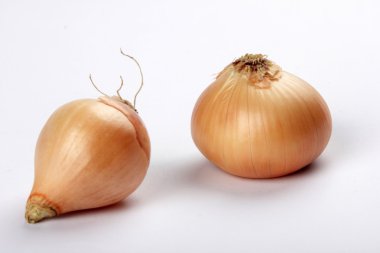 Soğan