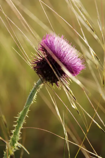 TORN — Stockfoto