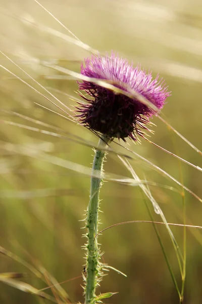 Thorn — Stock Photo, Image