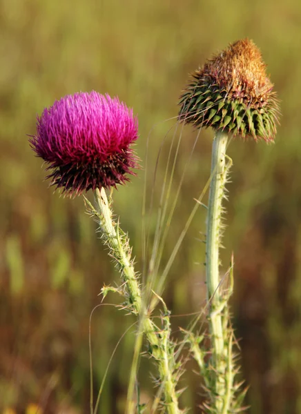 Thorn — Stock Photo, Image