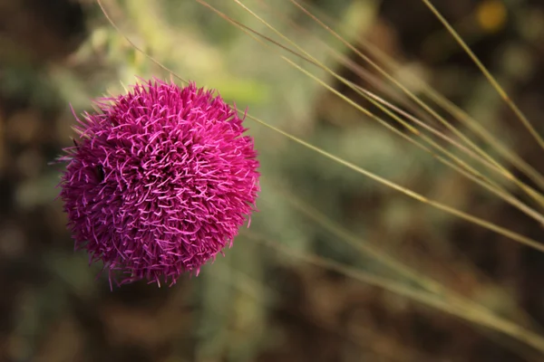 Thorn — Stock Photo, Image