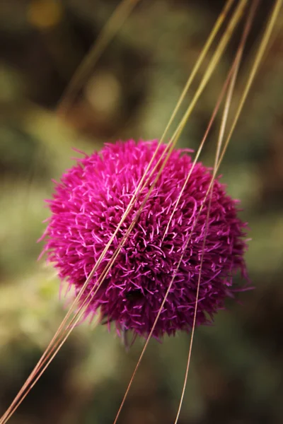 Thorn — Stock Photo, Image