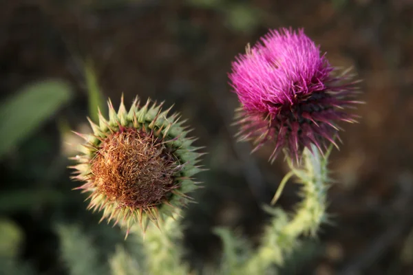 Thorn — Stock Photo, Image