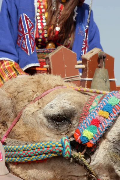 Camel — Stock Photo, Image