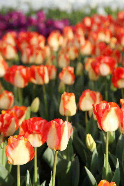 Tulpe — Stockfoto