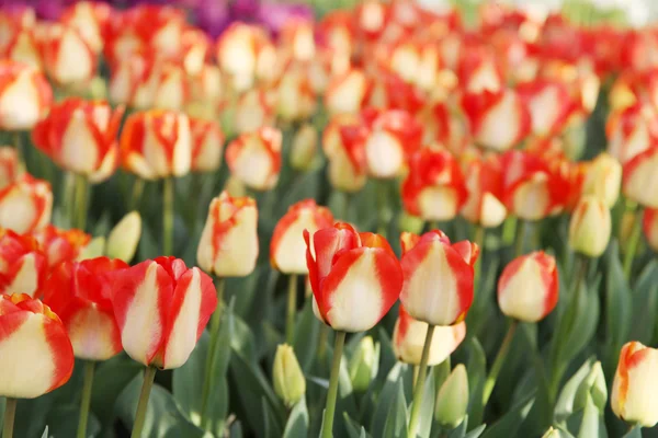 Tulpe — Stockfoto