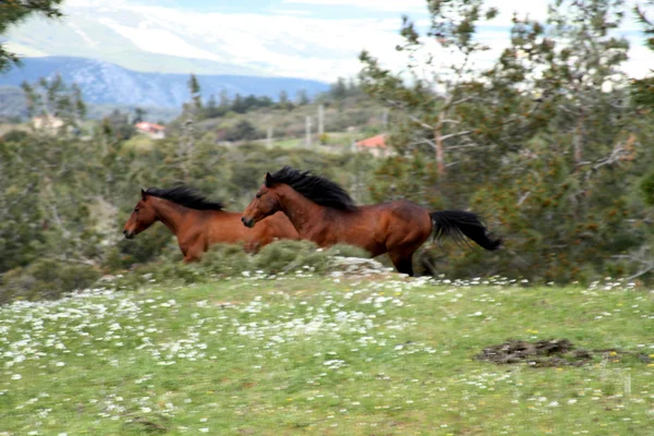 Spreading wild horses in nature — Stock Photo, Image