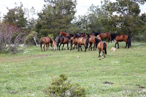 Espalhando cavalos selvagens na natureza — Fotografia de Stock