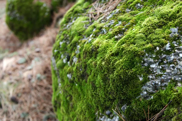 Algae formed on the stone — Stock Photo, Image