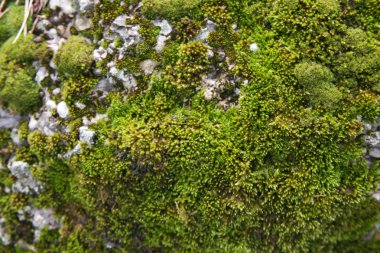 taşa oluşan yosunlar