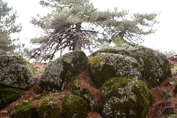 Muggiti verdi e albero — Foto Stock