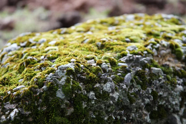 Algae formed on the stone — Stock Photo, Image