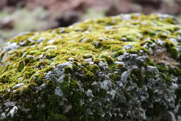 Alghe formate sulla pietra — Foto Stock