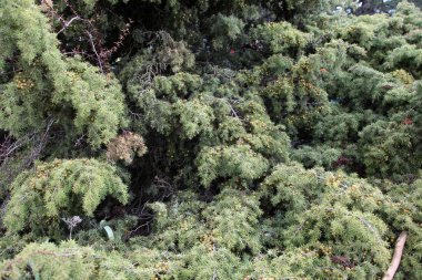 çam ağacı ve çam kozalağı