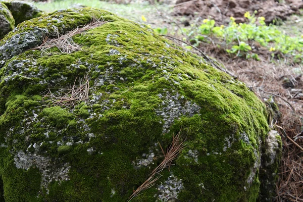 Algae formed on the stone — Stock Photo, Image