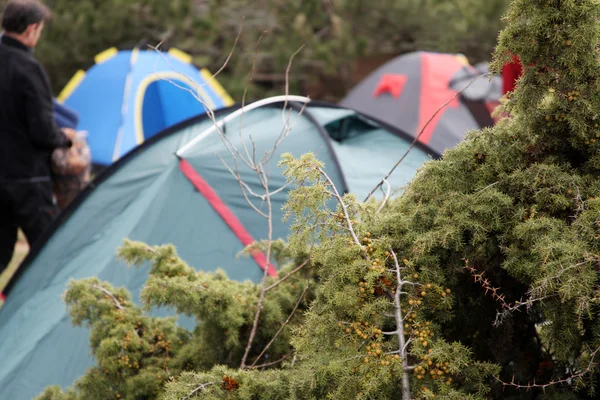 Sosna i camping namioty — Zdjęcie stockowe