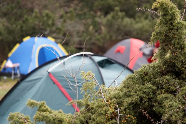 소나무와 캠핑 텐트 — 스톡 사진