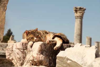 Efes İzmir'antik kenti